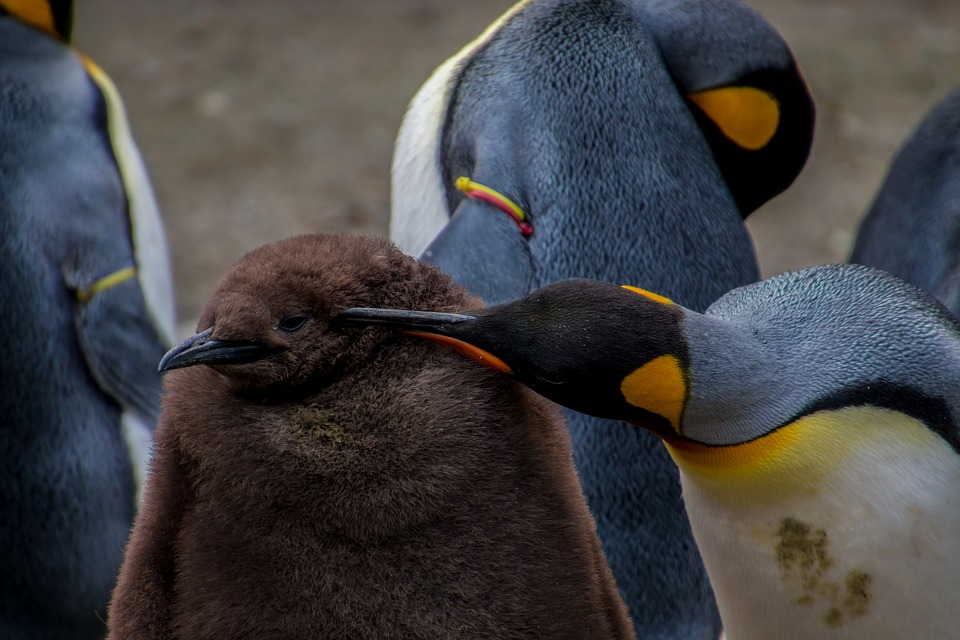 L’acquario irlandese cha ha una piccola comunità di pinguini omosessuali