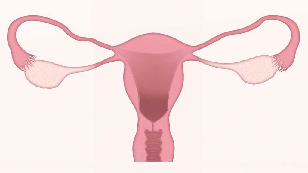 L’utero bioingegnerizzato che potrebbe cambiare la procreazione